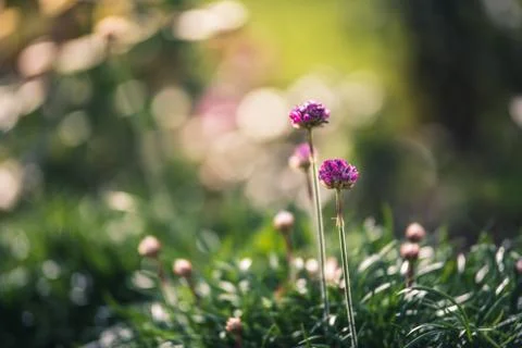 Tiny flowers growing in a garden. Stock Photos