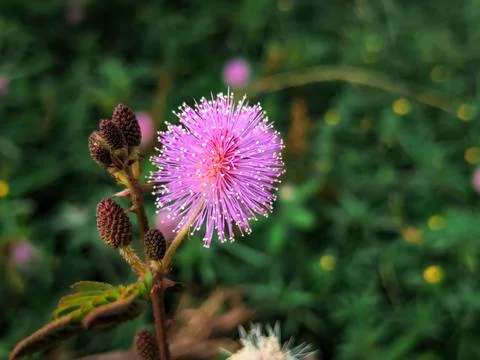 Tiny flowers macro in the garden Stock Photos