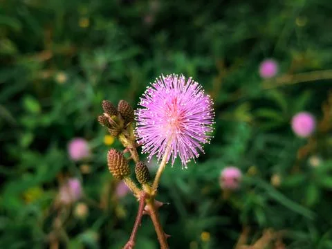Tiny flowers macro in the garden Stock Photos
