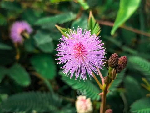 Tiny flowers macro in the garden Stock Photos