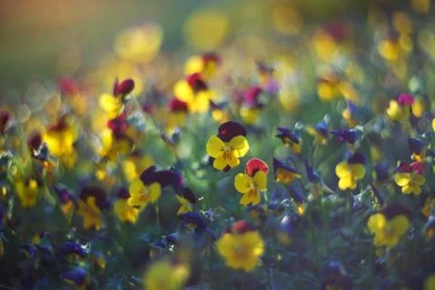 Tiny flowers Stock Photos