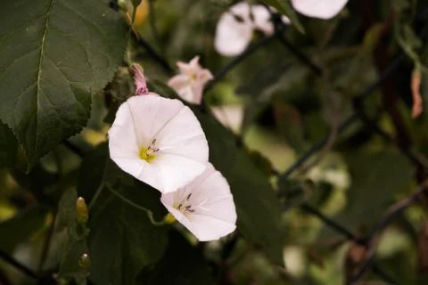 Tiny Flowers Stock Photos