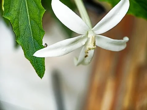Tiny flowers Foto stock