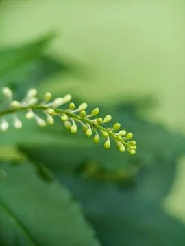 Tiny flowers Foto stock