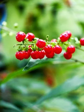 Tiny flowers Foto stock