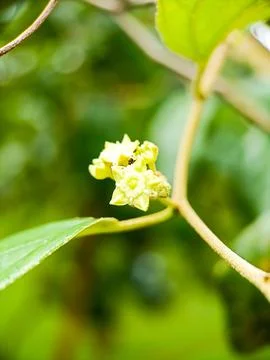Tiny flowers Stock Photos