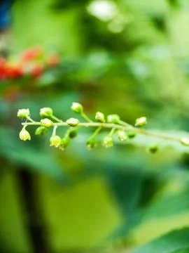 Tiny flowers Foto stock