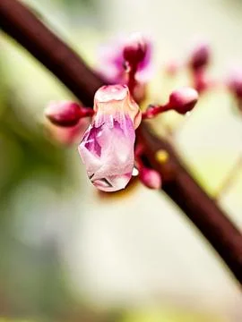 Tiny flowers Stock Photos