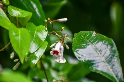 Tiny flowers of a Stinkvine in the wild Stock Photos