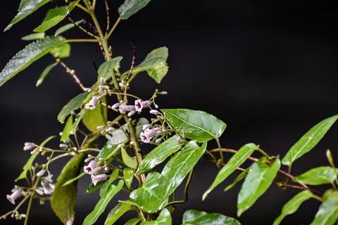 Tiny flowers of a Stinkvine in the wild Stock Photos