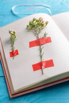Tiny flowers stuck to an empty notebook page. Diary with flowers on it. Foto stock