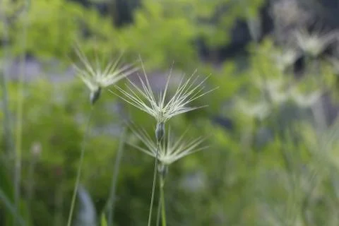 Tiny flowers with thorns Stock Photos