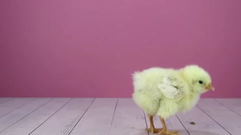 Tiny Fluff: Solo Chick's First Exploration Stock Footage 271164101