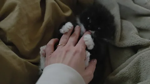 Tiny fluffy black kitten playing with a human hand Stock Footage 321448605