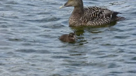 Tiny fluffy eider duckling swims together with adult female 動画素材 247508793