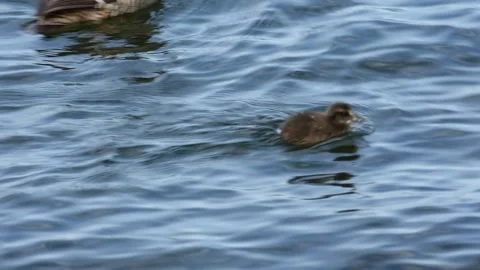Tiny fluffy eider duckling swims together with anadult female on blue ocean 스톡 동영상 247509028