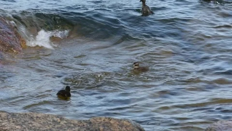 Tiny fluffy eider ducklings dive for food close to rocky shore on a windy day 스톡 동영상 247510646