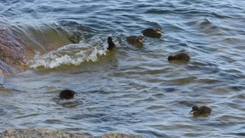Tiny fluffy eider ducklings dive into waves close to rocky shore on windy day 스톡 동영상 247510664