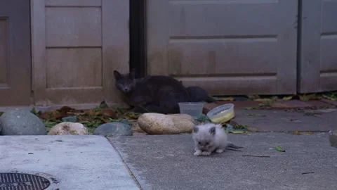Tiny fluffy kitten standing near cat family outdoors Stock Footage 335648271