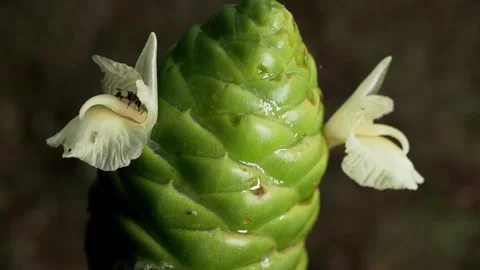 Tiny Fly Exploring Blooming Tropical Ginger Flower Stock Footage 340440527