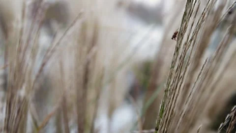 Tiny fly Stock Footage 245584037