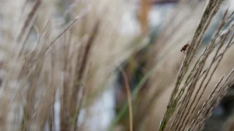 Tiny fly Video stock 245584063