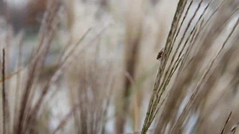 Tiny fly Stock Footage 245584071