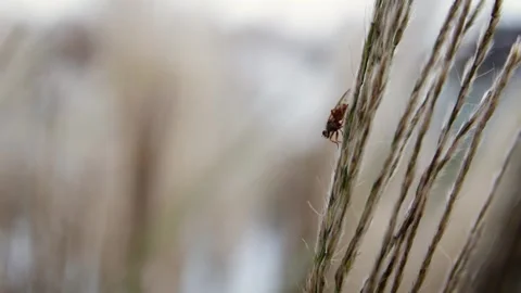 Tiny fly 库存影片 245584085