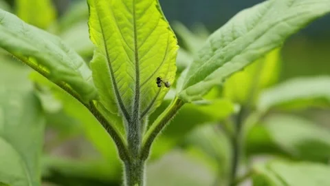 Tiny fly insect resting on a green leaf Stock Footage 337741308