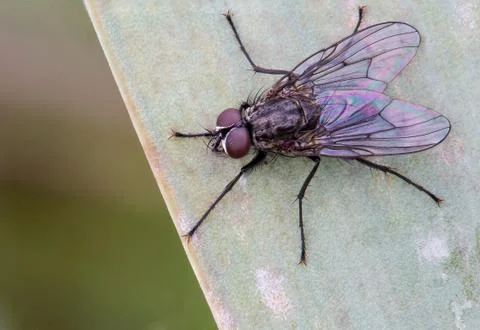 A tiny fly on a leaf Stock Photos