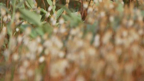 Tiny fly on moss Stock Footage 100137460