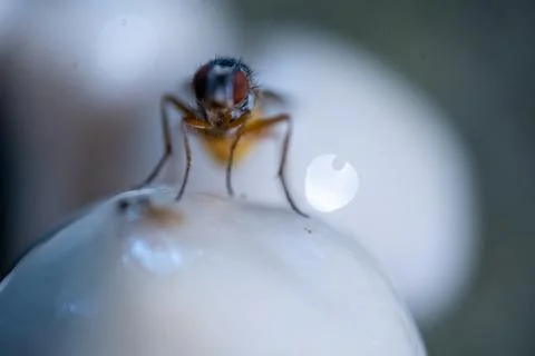 Tiny fly perches atop a soft, rounded object Stock Photos