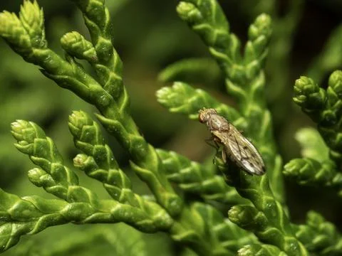 Tiny fly perches on vibrant green conifer needles Stock Photos