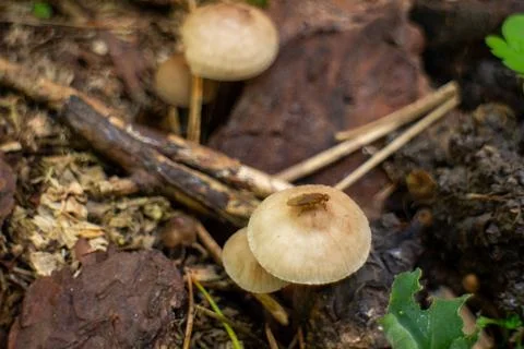 Tiny fly resting on a wild mushroom in the forest floor ecosystem Stock Photos