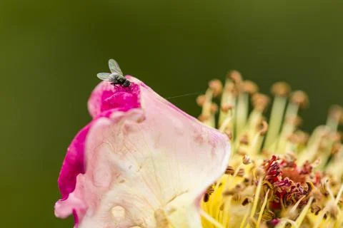 Tiny fly sits on the outer edge of a rose blossom with beautifully lit wings Foto stock