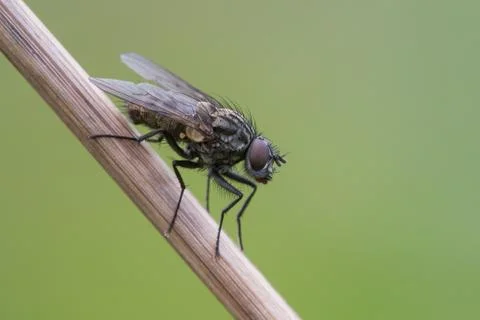 A tiny fly on a stick Stock Photos