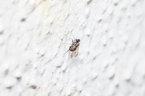Tiny fly with translucent wings resting on a textured white stucco wall Foto stock