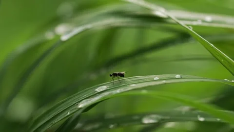 Tiny fly traversing dewy emerald grass, showcasing microscopic landscape with Stock Footage 344568589