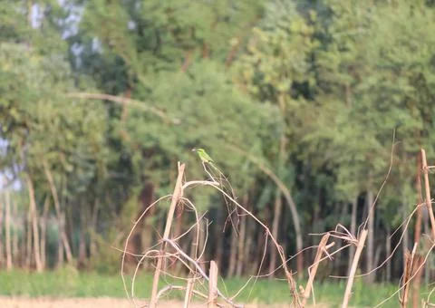 A tiny Flycatcher bird sitting on a hedge with an insect in it's beak. Foto stock