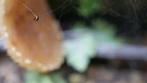 Tiny flying insect gets caught and trapped in spider's web Stock Footage 96399167