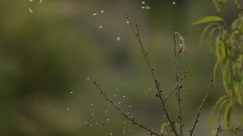 Tiny flying insects swirling around bare branches with bokeh background Stock Footage 336748770