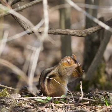 Tiny Forest Dweller Observing Natures Beauty Stock-Fotos