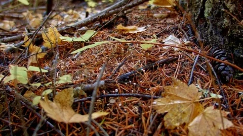 Tiny forest floor macro mushrooms wide Columbia River Gorge Oregon Fall Fungi 41 Stock Footage 81916401