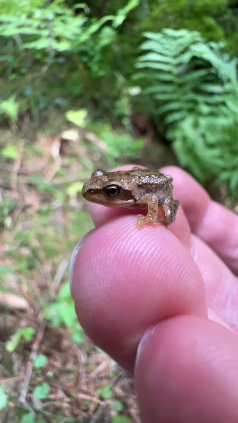 Tiny Forest Frog Gently Held in Hand Amid Lush Woodland Stock Footage 301909733