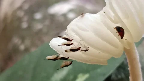 Tiny Forest Insects Interacting with Wild White Marasmius Mushroom Gills Stock-Footage 332922997