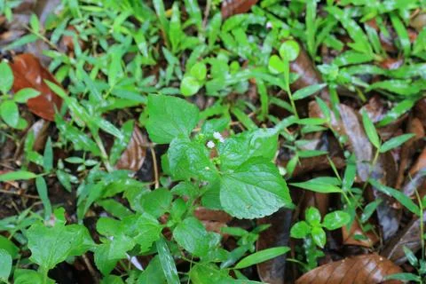 Tiny Forest Sprout Fresh Ground Cover. Stock Photos