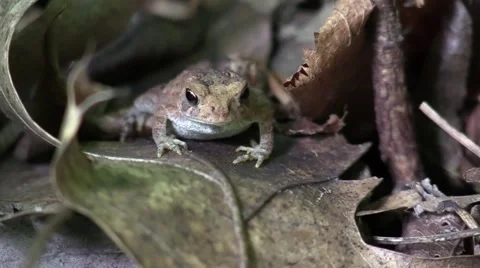 Tiny forest toad sitting on leaf Stock Footage 53297693