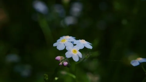Tiny forget-me-nots glow amidst lush forest floor Stock Footage 335814840