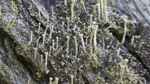 Tiny fossils growing on the ground in the forest Stock Footage 135689832