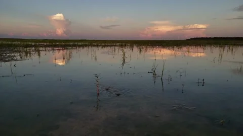 Tiny fresh water spring brings water to surface in Everglades National Park 4K. Stock Footage 142718272